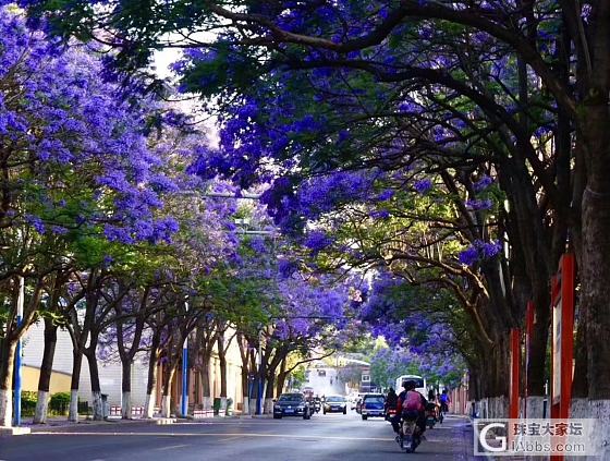 五月，浪漫蓝花楹，再见紫蓝色。_花贴图闲聊