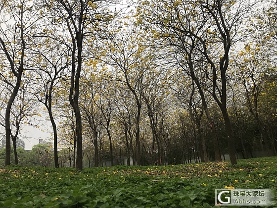 黃花风铃木，果7P拍摄🎬_树闲聊