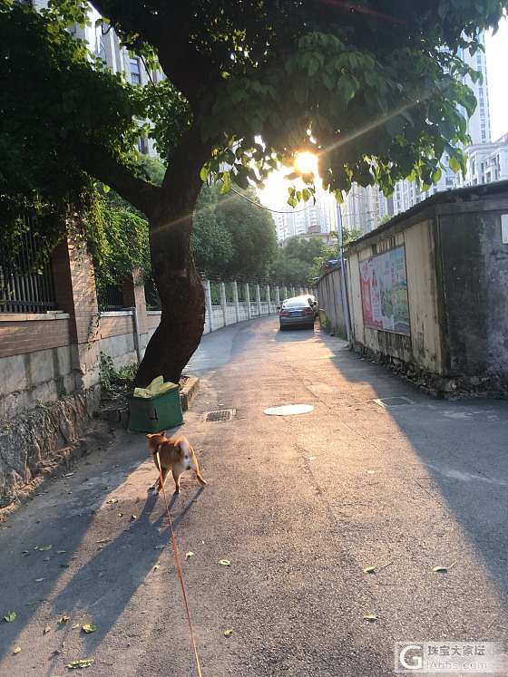 绿蛋面_蛋面翡翠