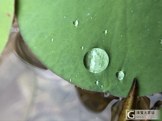 露珠_植物叶