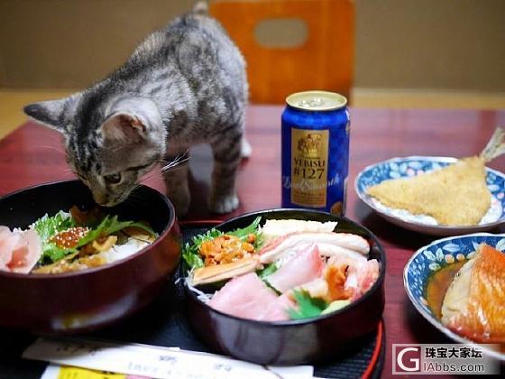 感觉要​​​​从此走上了嫖喵的不归路了 ​​​​_猫