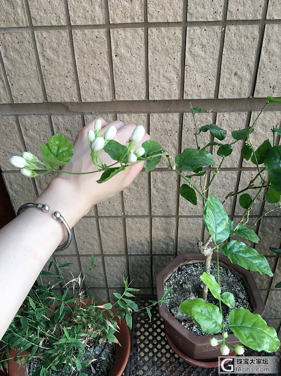 茉莉仙踪_植物手镯银