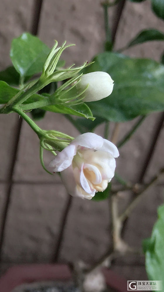 继续|播报茉莉花情_植物花闲聊