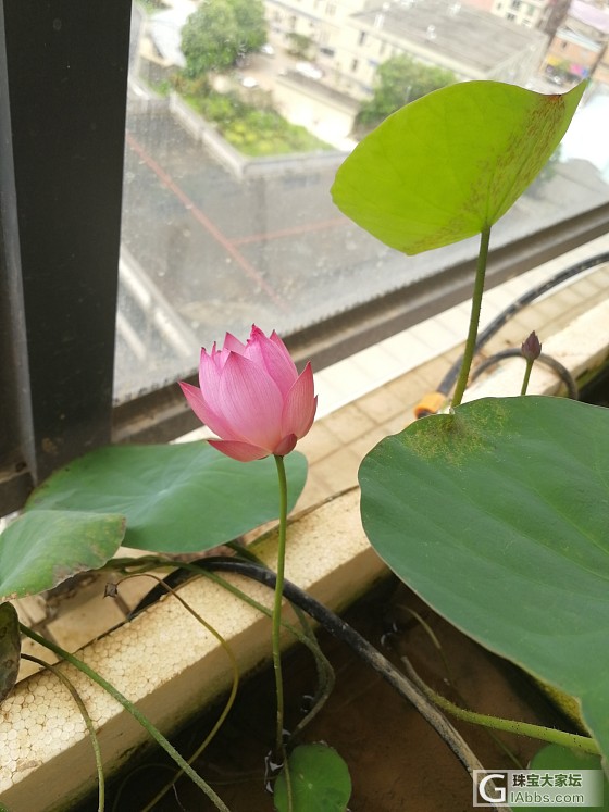 赏花_花水培植物