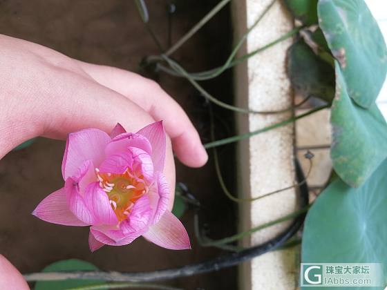 赏花_花水培植物