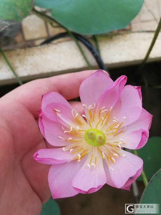 赏花_花水培植物