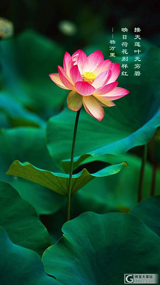 小女子想入坑一点彩宝，很初初初级别的类型，坛子里谁有有货，有耐心带带我的，求赐教_彩色宝石