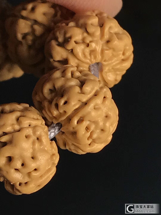 树王之籽_珠串菩提子