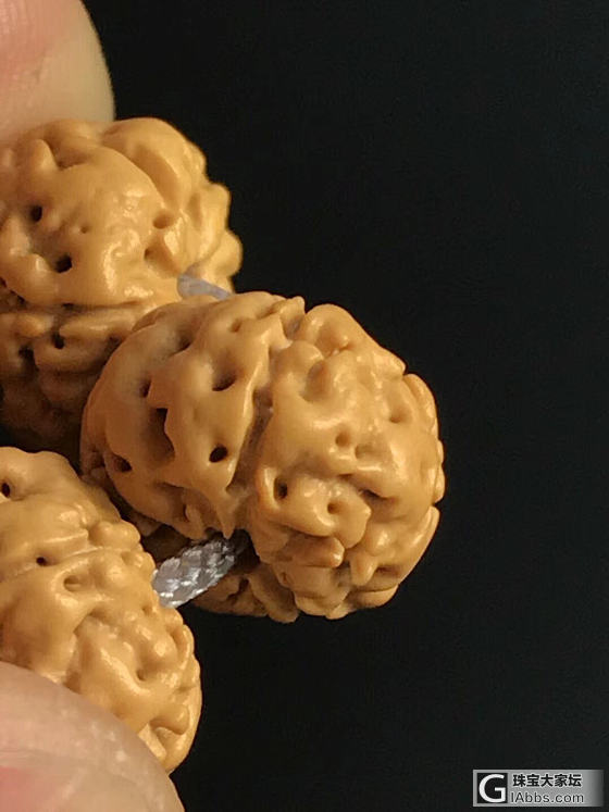 树王之籽_珠串菩提子