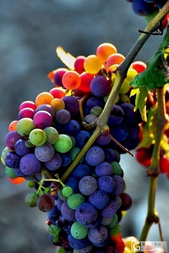 葡萄的季节到了！据说不同颜色还有不同功效_水果