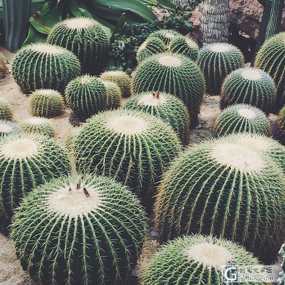 植物园半日游_旅游植物