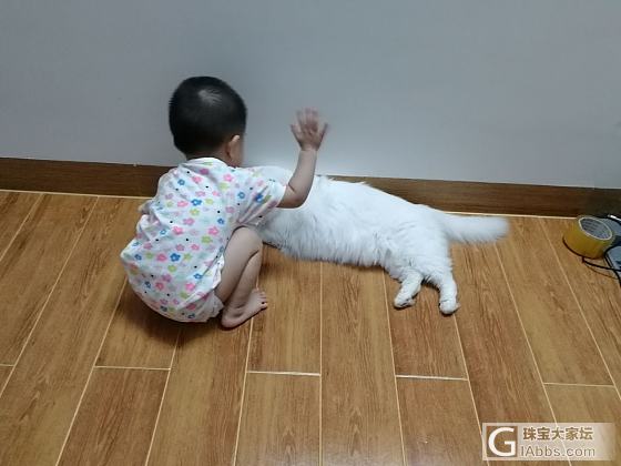 🐣鸡米和🐈猫们的日常_幼儿猫