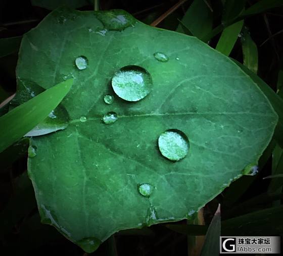 玻璃种蛋面，欲购从速_叶摄影