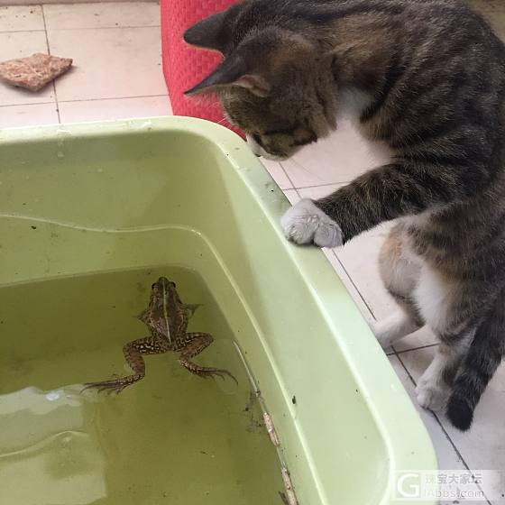 青蛙来也_蛙