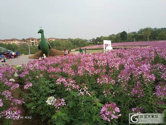 还是花花_花