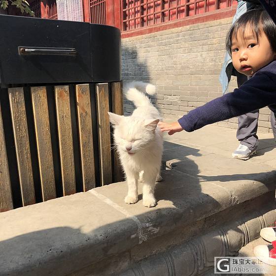 太原永祚寺偶遇小猫_猫太原