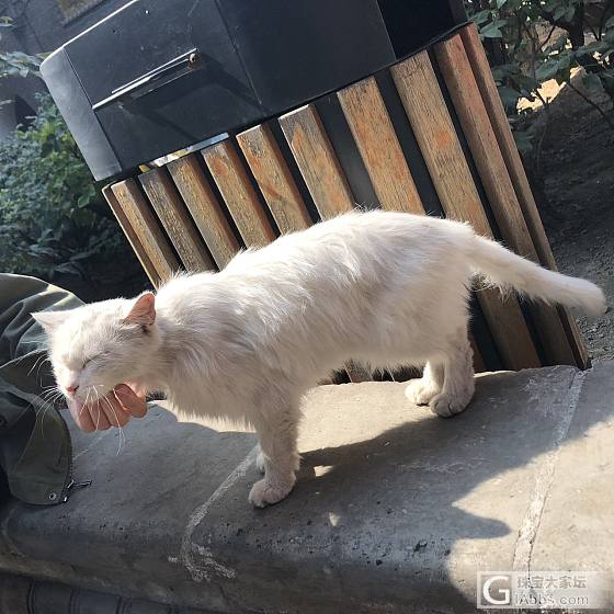 太原永祚寺偶遇小猫_猫太原