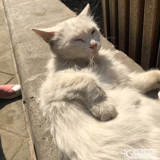 太原永祚寺偶遇小猫_猫太原