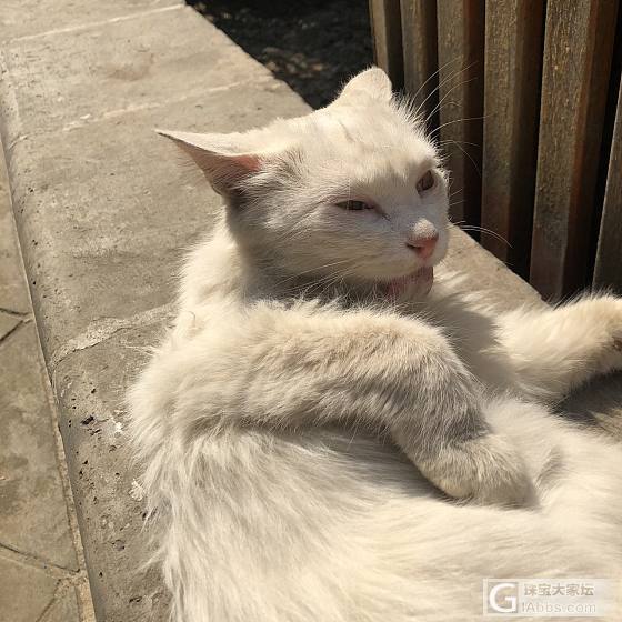 太原永祚寺偶遇小猫_猫太原