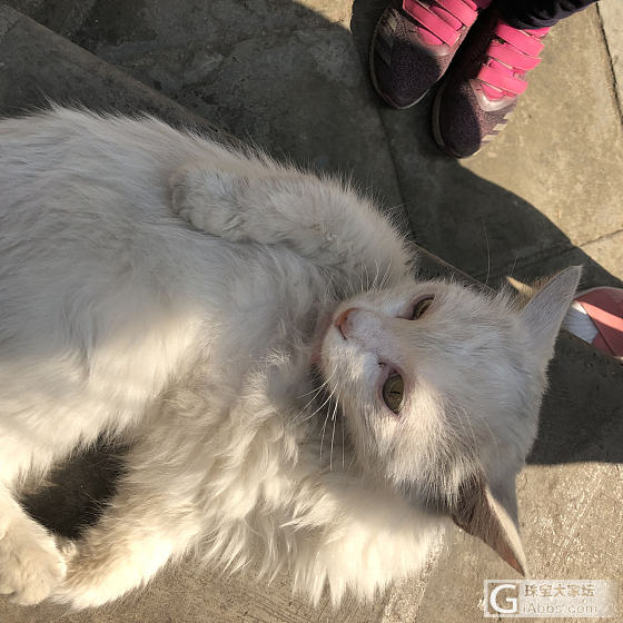 太原永祚寺偶遇小猫_猫太原