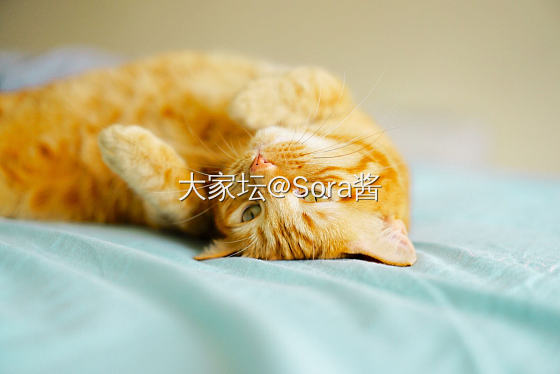 动图：真香_猫