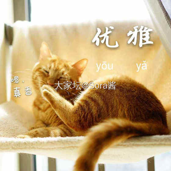 动图：真香_猫