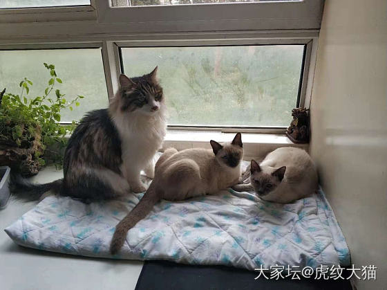 傻儿子们_猫