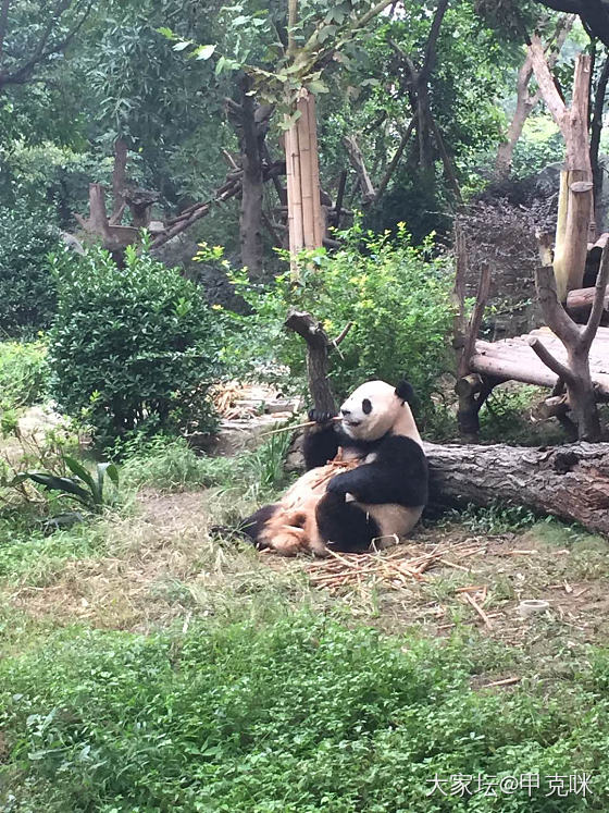 在成都看大熊猫_成都旅游美食