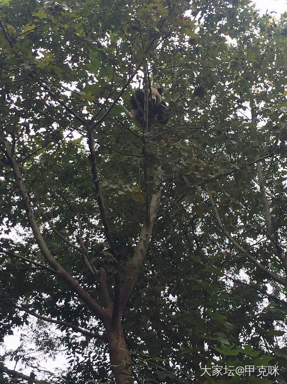 在成都看大熊猫_成都旅游美食