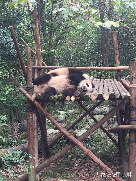 在成都看大熊猫_成都旅游美食