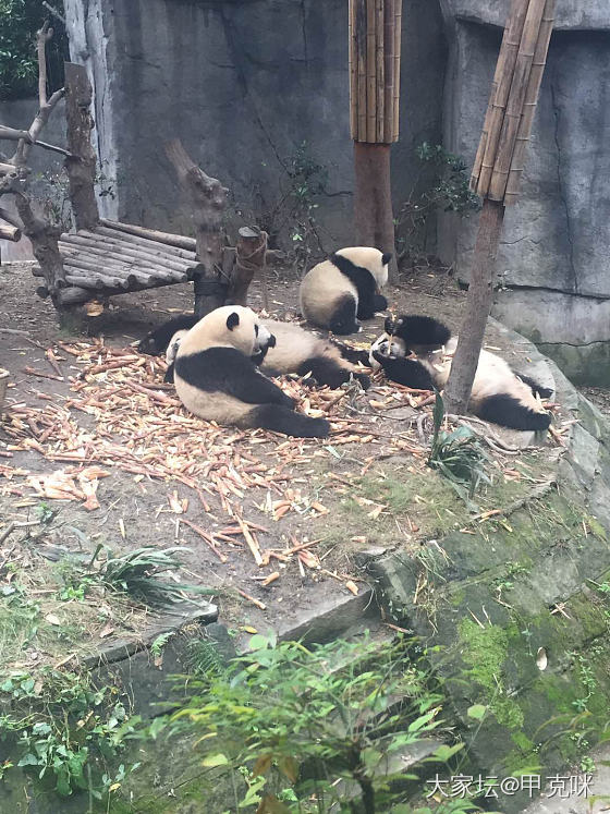 在成都看大熊猫_成都旅游美食