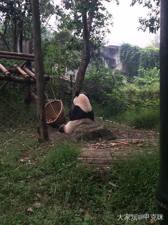 在成都看大熊猫_成都旅游美食