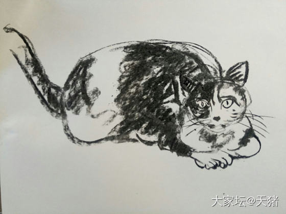 猫咪🐱_书画