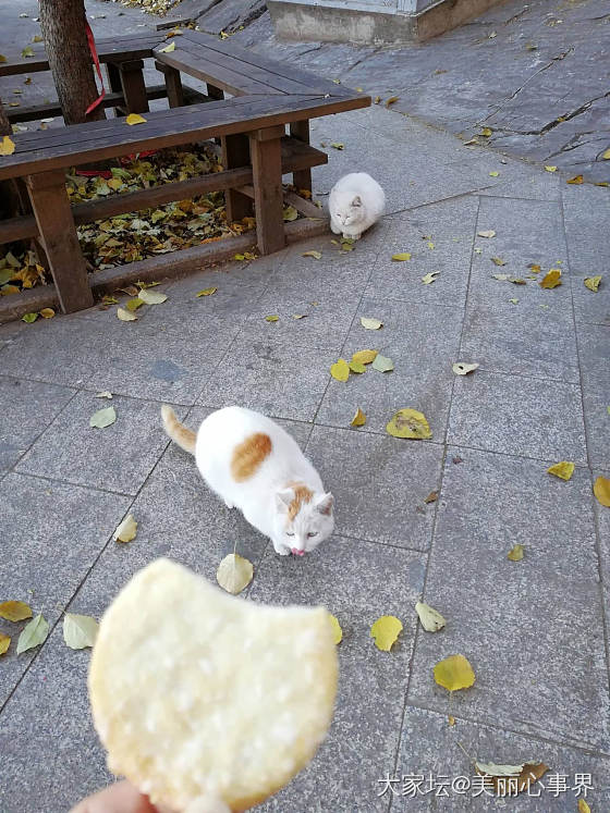 天气晴好，独自一人勇攀千灵山，偶遇两只猫咪十分讨喜，结果吃光了我的旺旺雪饼。_猫宠物竹
