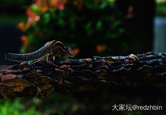 斯里兰卡旅游随手拍（二）_斯里兰卡旅游