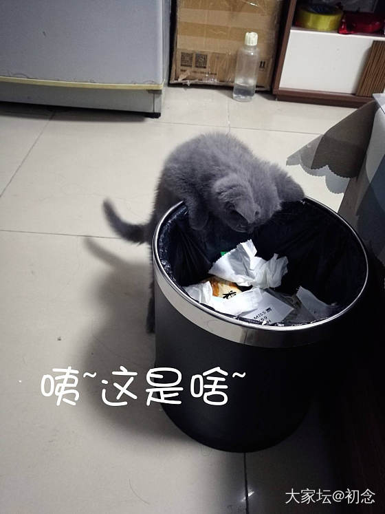 论做坏事被发现的后果~_猫