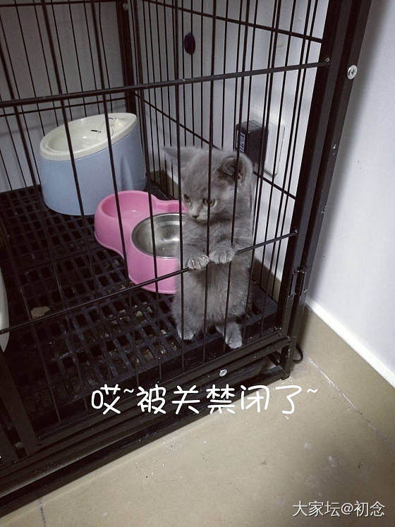 论做坏事被发现的后果~_猫