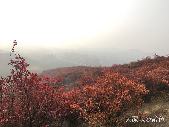 北京的朋友，现在去北京还能看到香山的红叶吗？_北京旅游