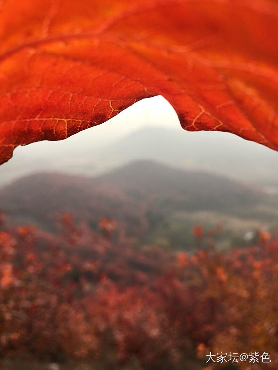 北京的朋友，现在去北京还能看到香山的红叶吗？_北京旅游