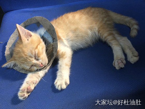 “好好”越來越自在_猫