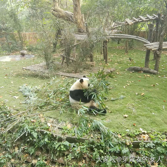 旅游真的累但开心就好_成都旅游