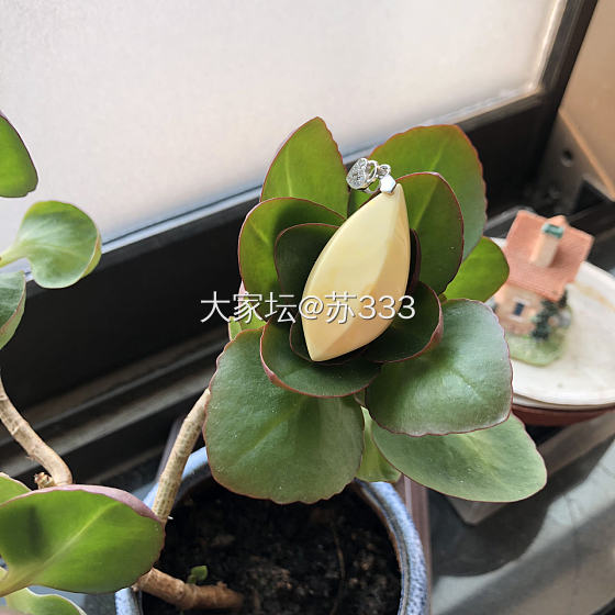 奶酪蜜蜡吊坠。_手饰蜜蜡