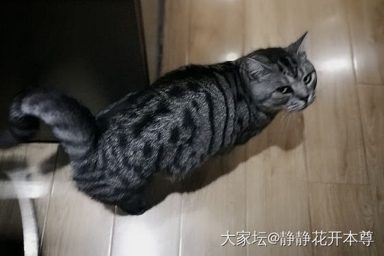 凶是不可能的，但是我拽啊_猫宠物