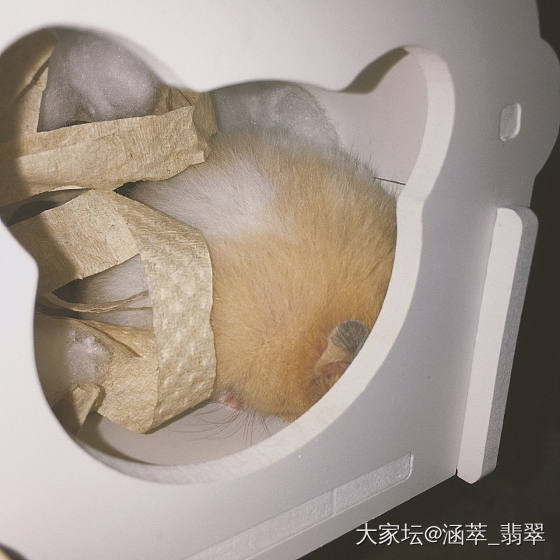 日常吸鼠🐹 仓鼠 金丝熊_仓鼠鼠宠物