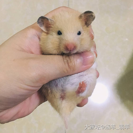 日常吸鼠🐹 仓鼠 金丝熊_仓鼠鼠宠物