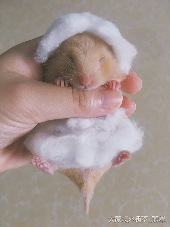 日常吸鼠🐹 仓鼠 金丝熊_仓鼠鼠宠物