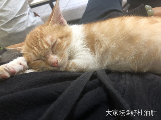 比儿子还粘人_猫