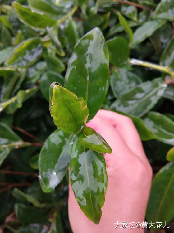 外面天寒地冻的，老家更是一场冻雨路面都结冰了～！我窝在被窝里，老黄看到我惊呆了，..._珠串戒指琥珀蜜蜡