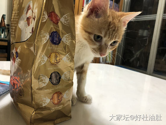 好好的小日子_猫