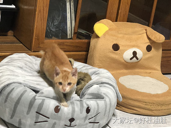 好好的小日子_猫